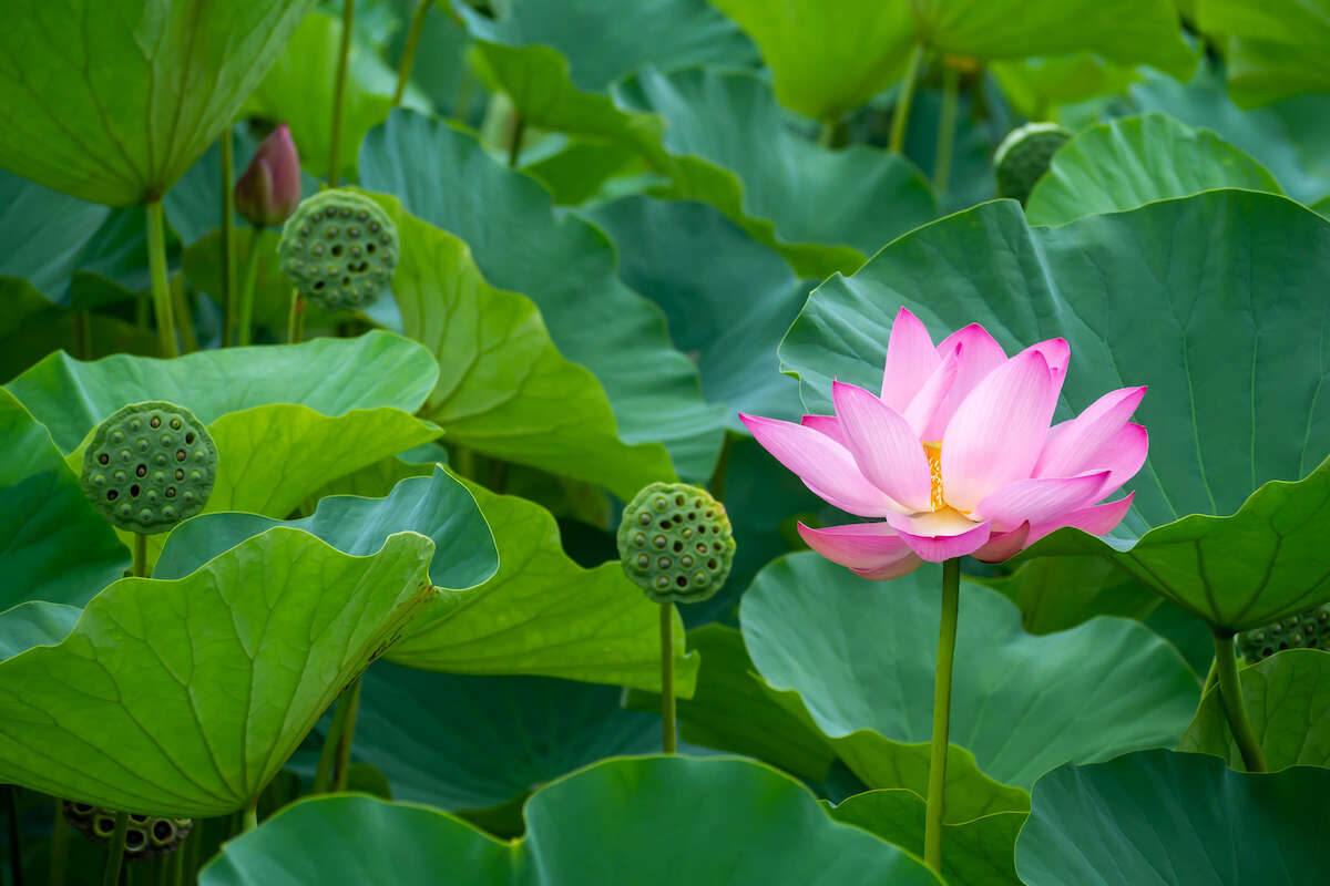 SPIRITUALITÉ : Traverser la nuit noire de l’âme et renaitre à soi Rencontre avec Marie-Lise Labonté