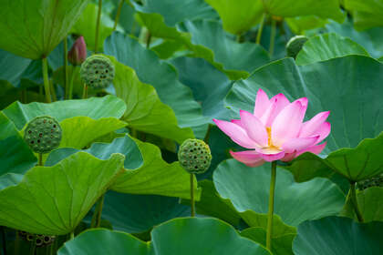 SPIRITUALITÉ : Traverser la nuit noire de l’âme et renaitre à soi Rencontre avec Marie-Lise Labonté