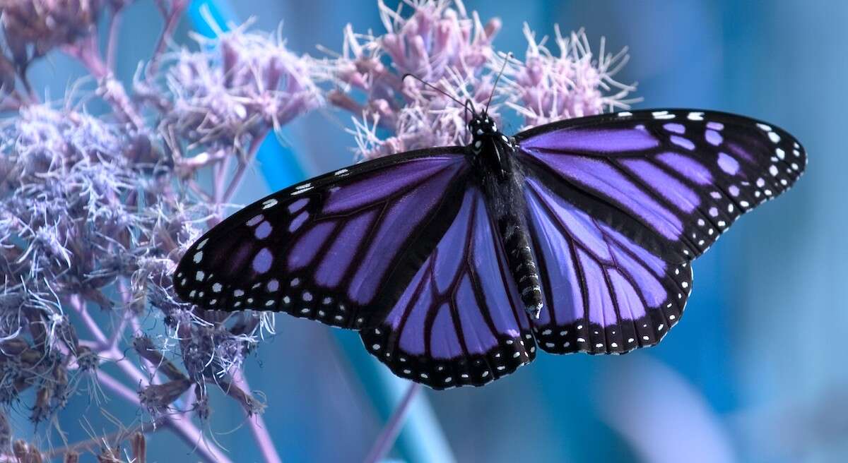 COEUR À COEUR : Crise d’anxiété ou quête d’identité? Rencontre avec Patrice Coquereau