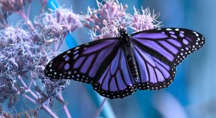 COEUR À COEUR : Crise d’anxiété ou quête d’identité? Rencontre avec Patrice Coquereau