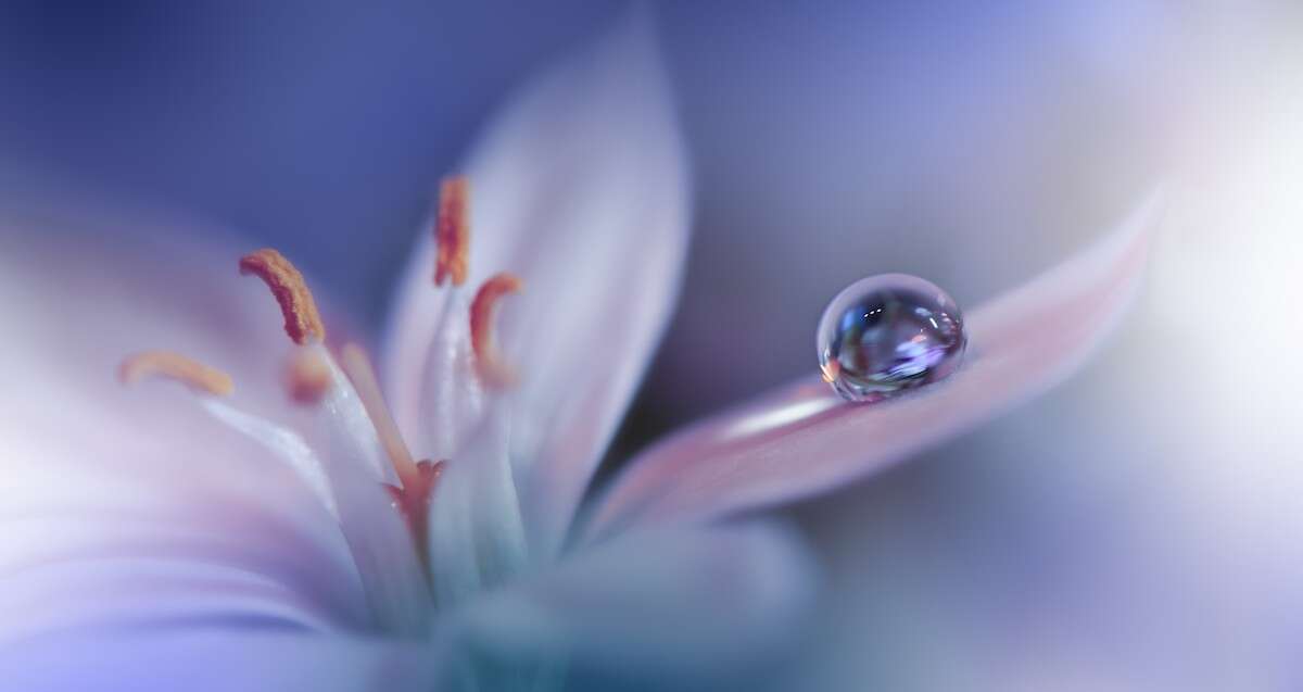 DOSSIER : Dans quel pétale se situe votre anxiété?