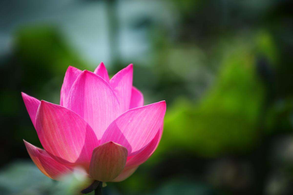 DOSSIER - Je choisis la Gratitude