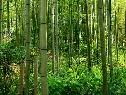 TRUCS ET ASTUCES : BAMBOU OU COTON?